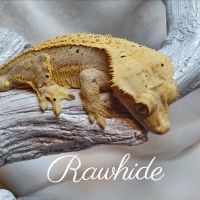 Gecko Gang ico