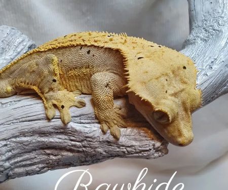 Gecko Gang