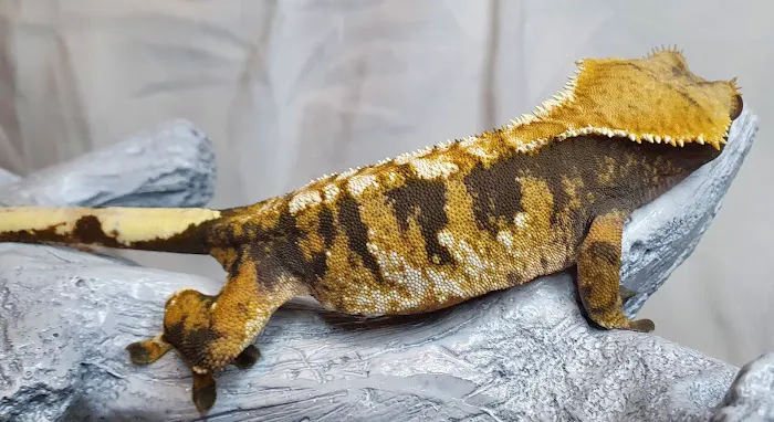 Gecko Gang Picture 10