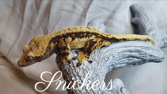 Gecko Gang Picture 4