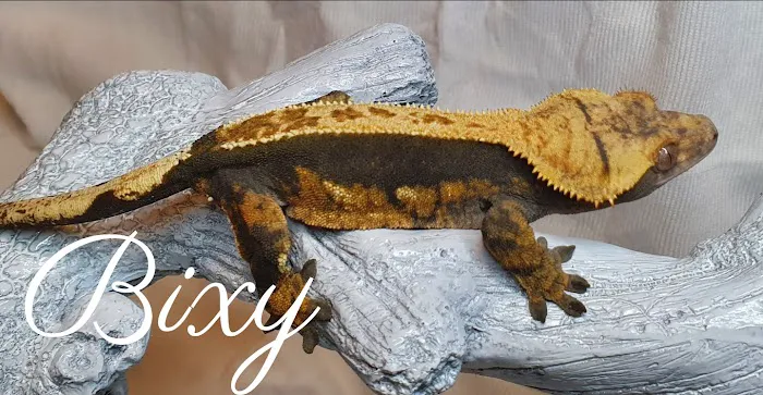 Gecko Gang Picture 5