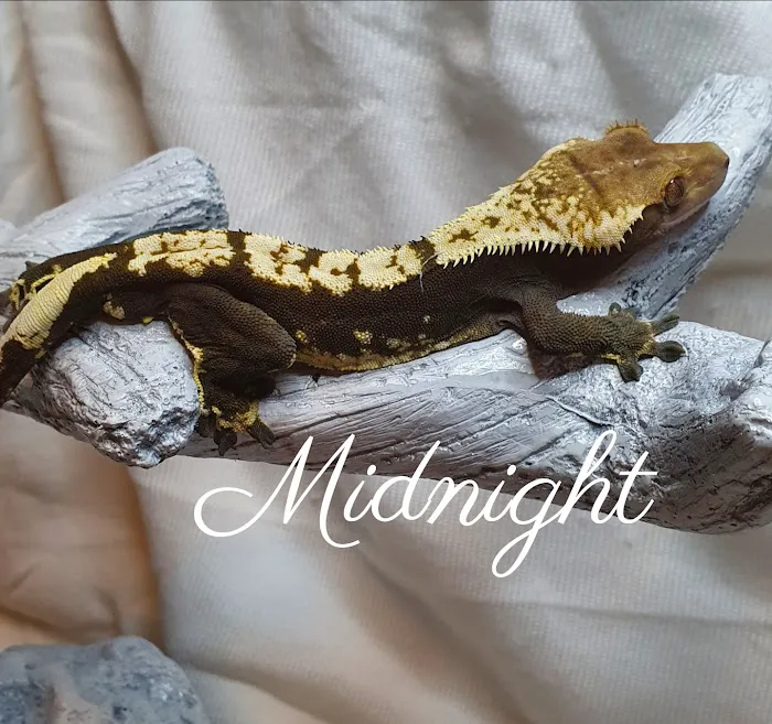 Gecko Gang Picture 7