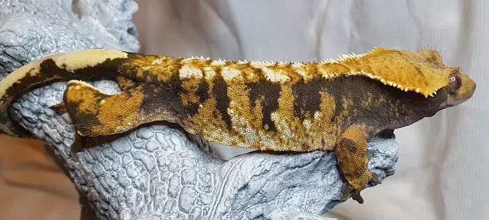 Gecko Gang Picture 9
