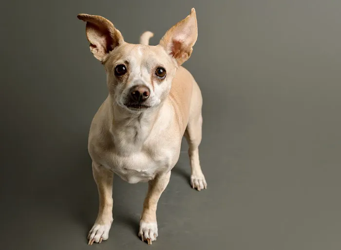 CVCA Cardiac Care for Pets Picture 3
