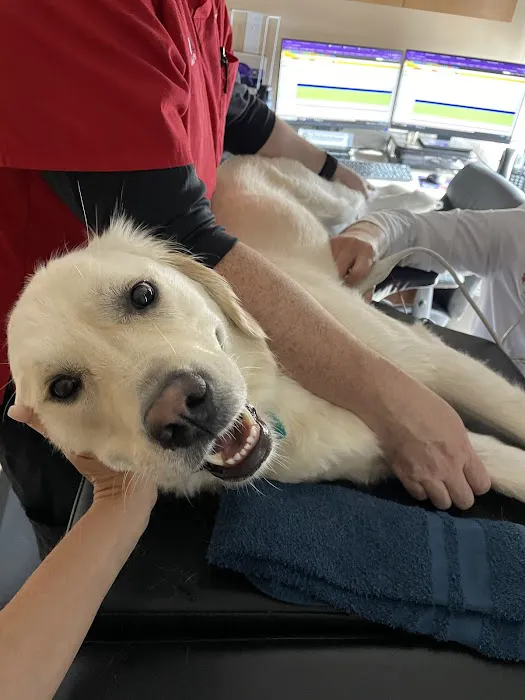 CVCA Cardiac Care for Pets Picture 7