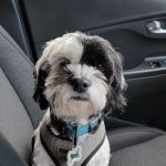 CVCA Cardiac Care for Pets
