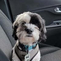 CVCA Cardiac Care for Pets ico