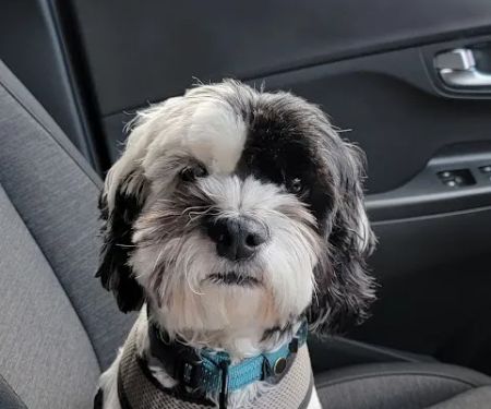 CVCA Cardiac Care for Pets
