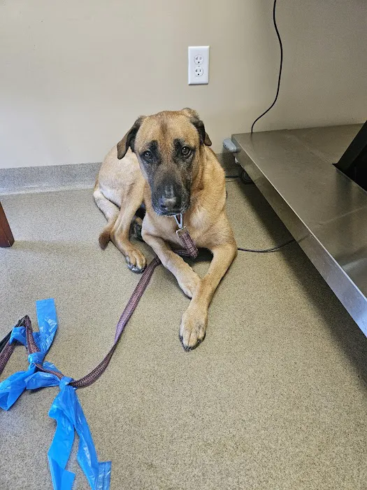 Veterinary Medical and Surgical Group - OC Picture 10