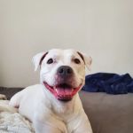 San Juan Animal Hospital