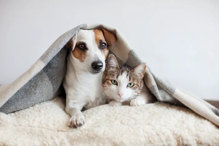 Salt & Sea Veterinary Hospital Picture 5