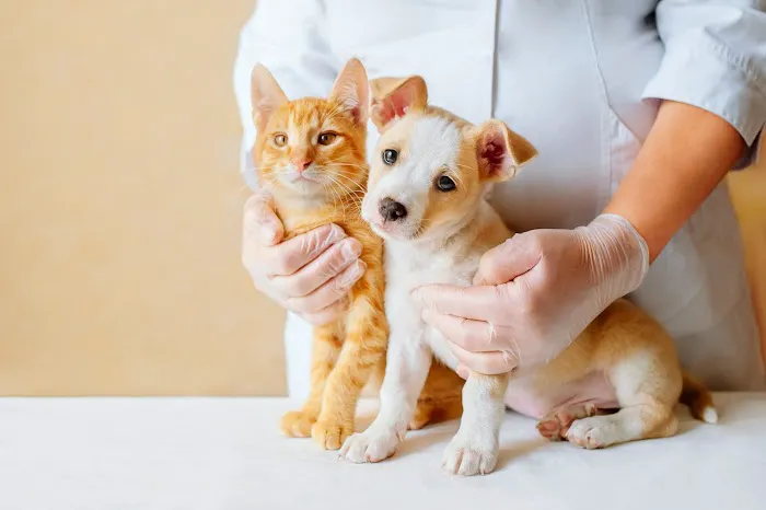 Salt & Sea Veterinary Hospital Picture 3