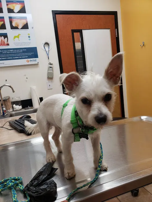 Banfield Pet Hospital Picture 8