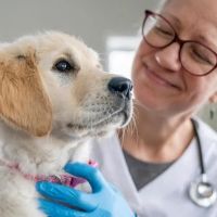 Banfield Pet Hospital ico