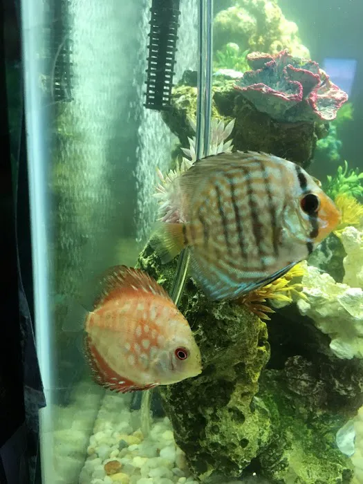 Discus Hans USA Picture 6