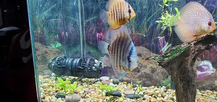 Discus Hans USA Picture 3