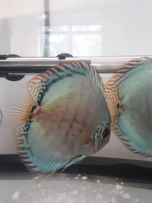 Discus Hans USA Picture 4