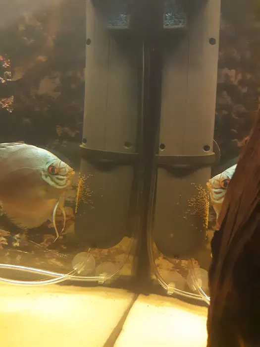 Discus Hans USA Picture 8