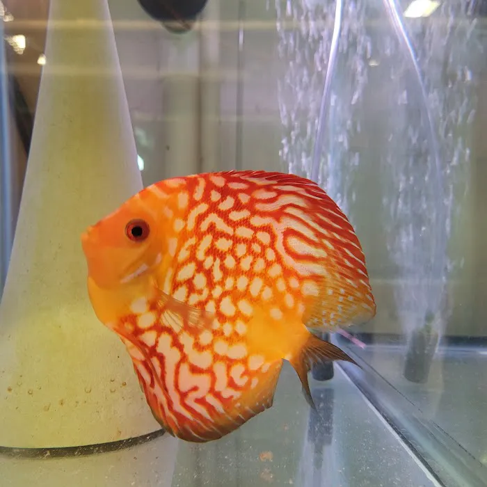 Discus Hans USA Picture 2