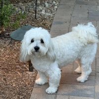 Ladera Ranch Animal Hospital ico