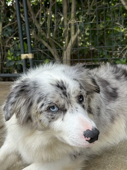 Antonio Animal Hospital Picture 9