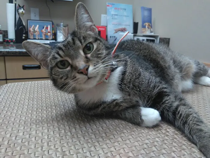 Antonio Animal Hospital Picture 2