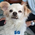 Antonio Animal Hospital