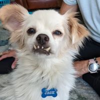 Antonio Animal Hospital ico