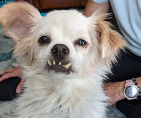 Antonio Animal Hospital