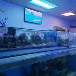 Pacific East Aquaculture