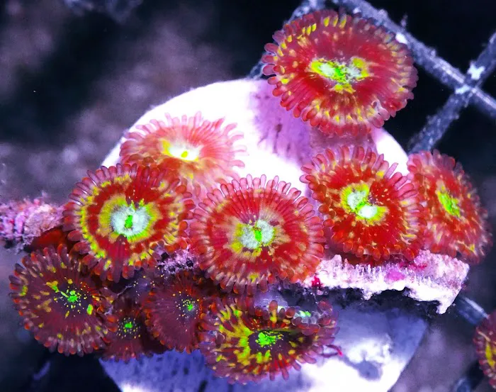 Pacific East Aquaculture Picture 9