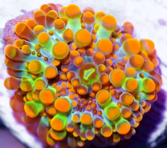 Pacific East Aquaculture Picture 2