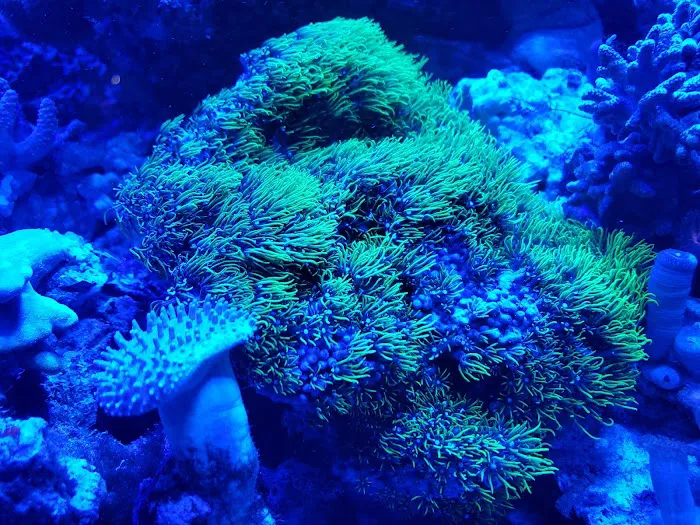Pacific East Aquaculture Picture 3