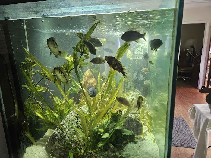 Father Fish Aquarium Picture 9
