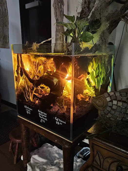 Father Fish Aquarium Picture 4