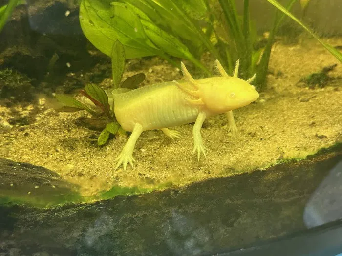 Father Fish Aquarium Picture 2