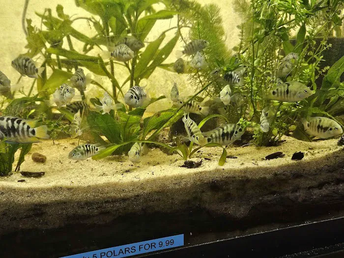 Father Fish Aquarium Picture 8