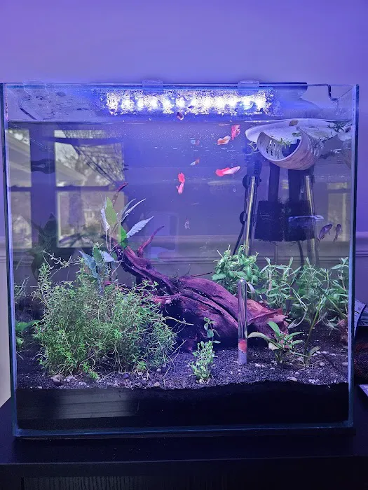 Father Fish Aquarium Picture 1