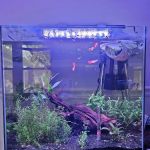 Father Fish Aquarium