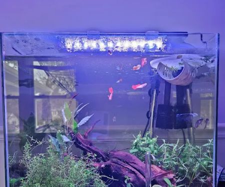 Father Fish Aquarium