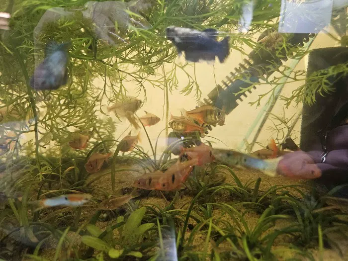 Father Fish Aquarium Picture 3