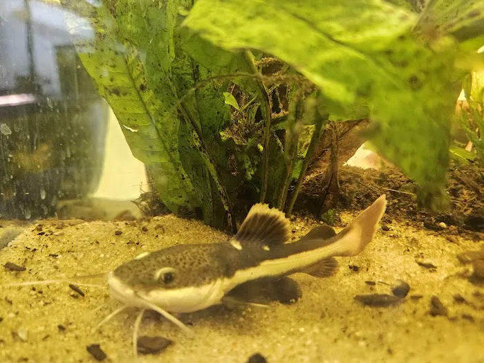Father Fish Aquarium Picture 6