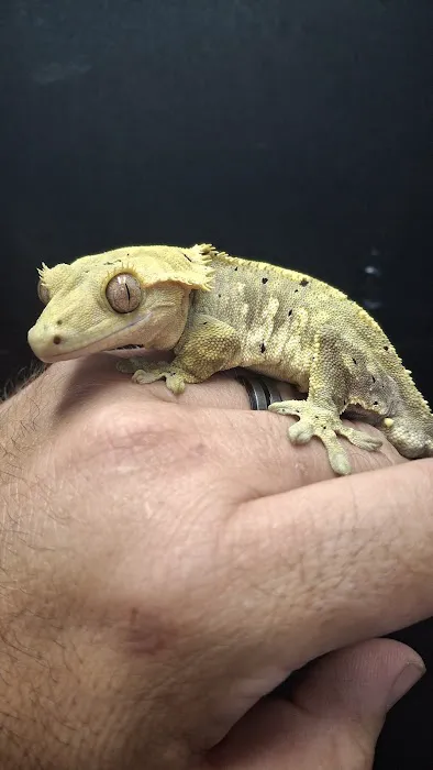 Hidden Gem Reptiles Picture 1