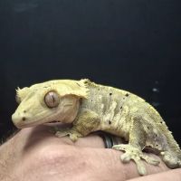 Hidden Gem Reptiles ico