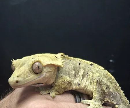 Hidden Gem Reptiles