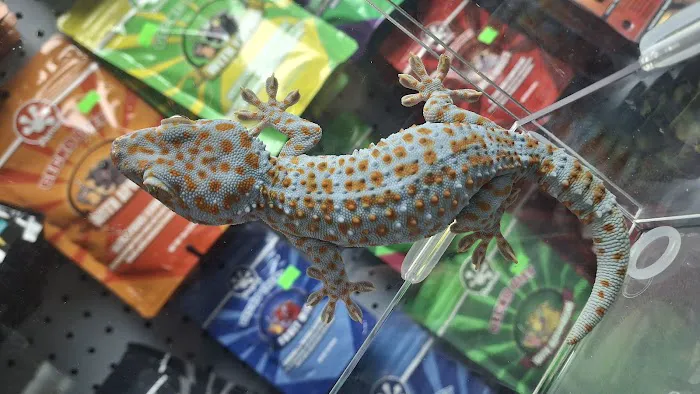 Hidden Gem Reptiles Picture 4