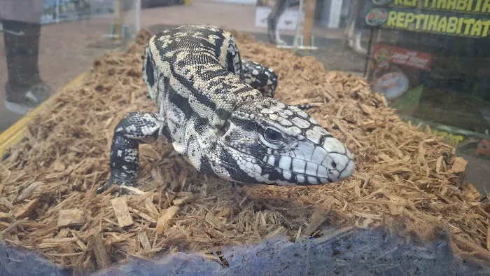Hidden Gem Reptiles Picture 5