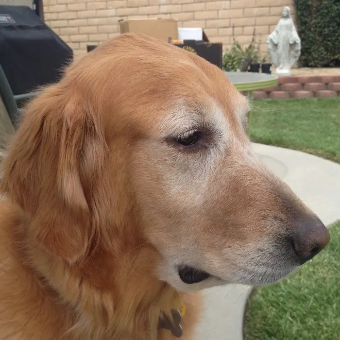 Estrella Veterinary Hospital, A Thrive Pet Healthcare Partner Picture 7