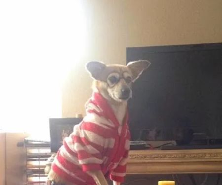 Sendero Animal Hospital