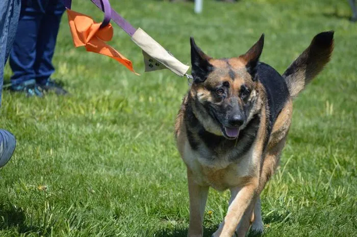 GGC Healthy Paws Picture 3